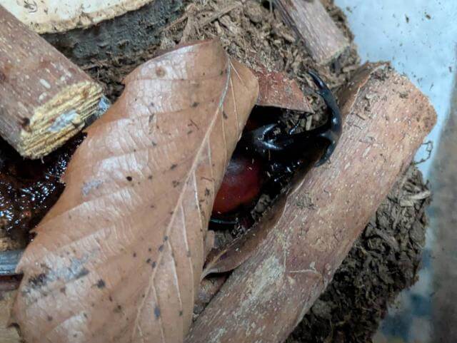 カブトムシ