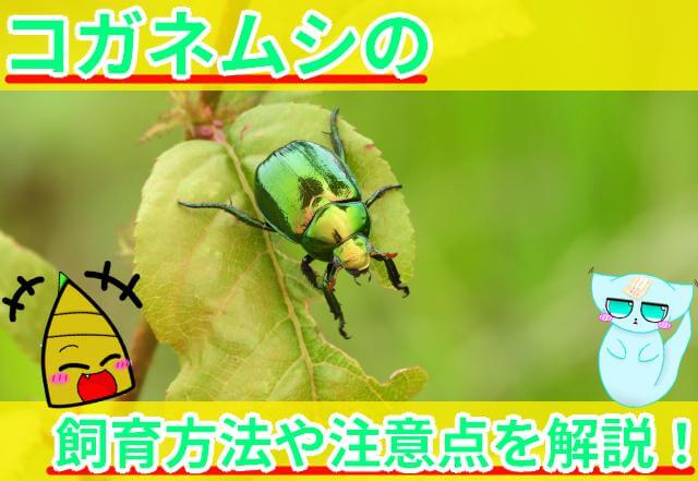 コガネムシ 飼育方法