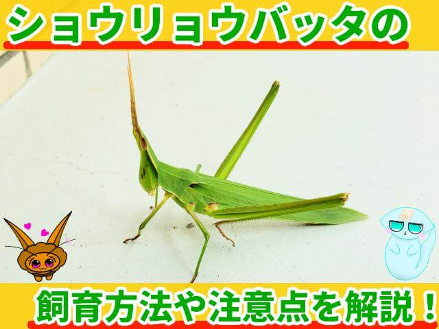 ショウリョウバッタ 飼育方法