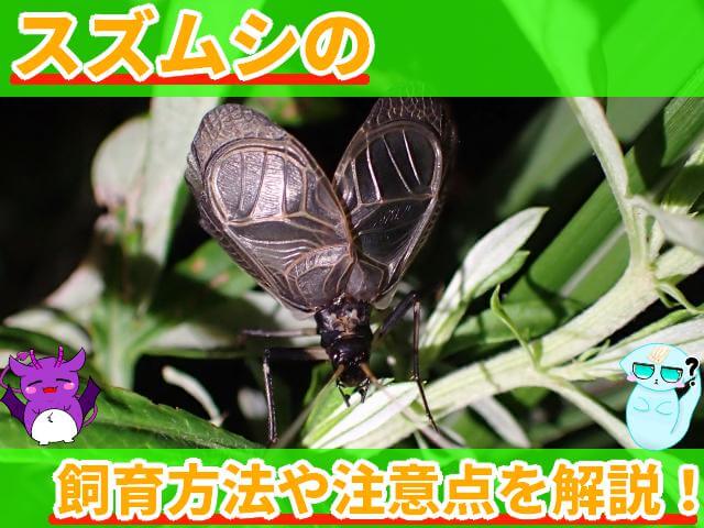 スズムシ 飼育方法