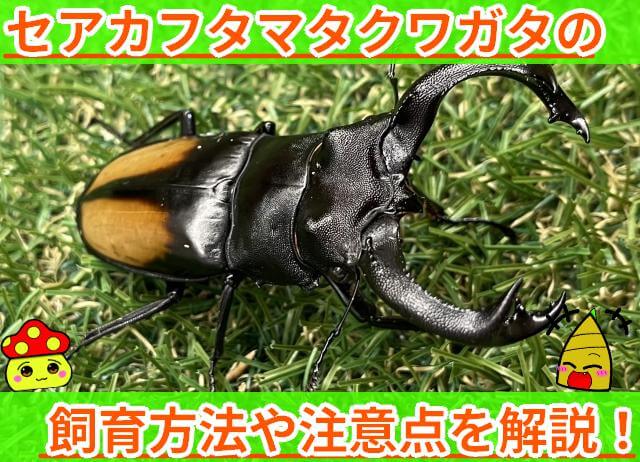 セアカフタマタクワガタ 飼育方法