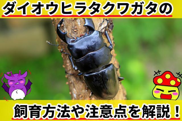 ダイオウヒラタクワガタ 飼育方法