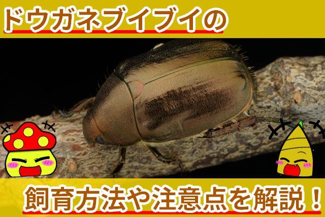 ドウガネブイブイ 飼育方法