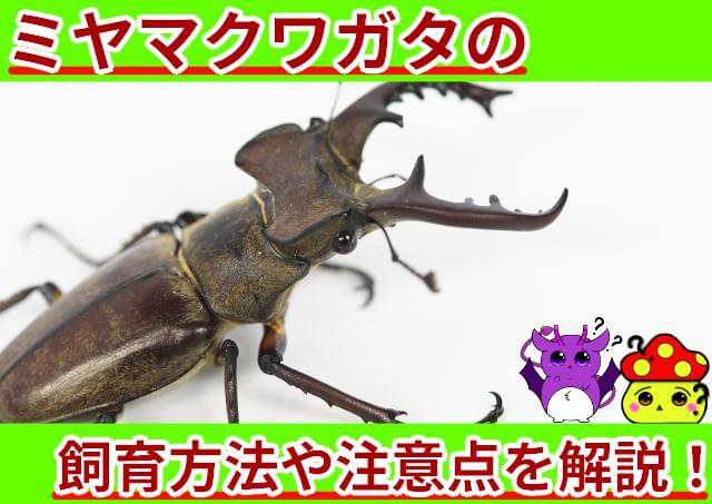 ミヤマクワガタ 飼育方法