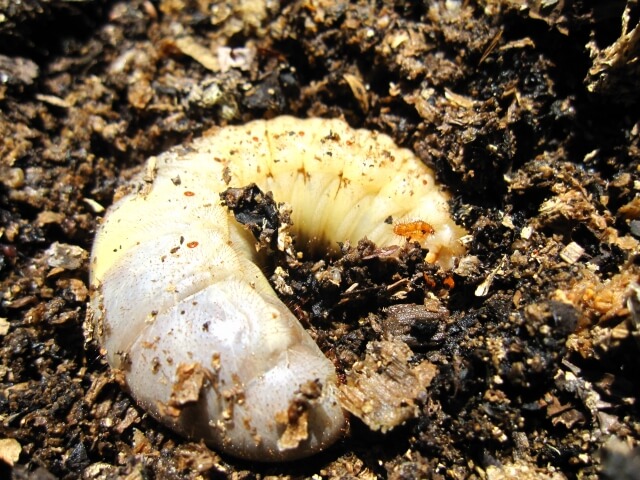 カブトムシの幼虫