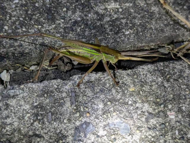 キリギリス