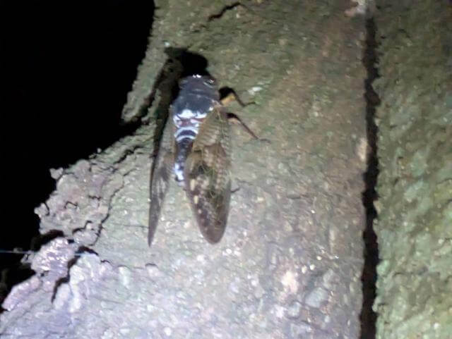 アブラゼミ