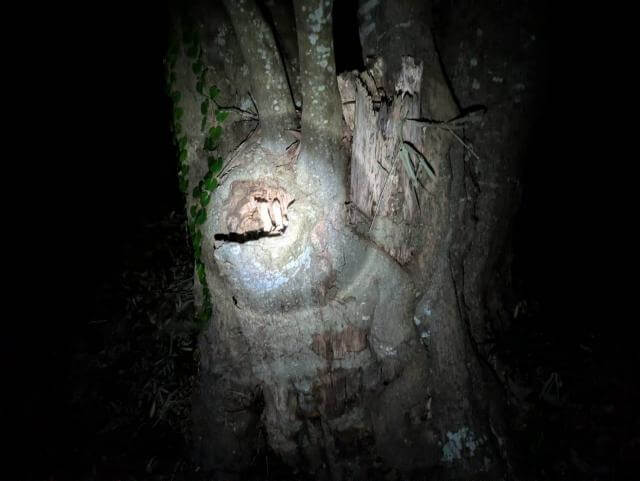 カブトムシがいた木