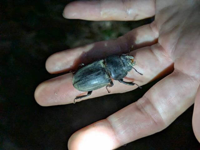 ヒラタクワガタのメス