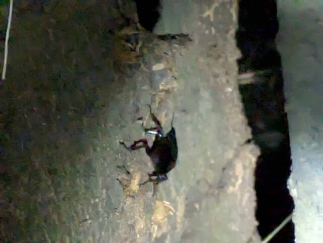 ヒラタクワガタのオス