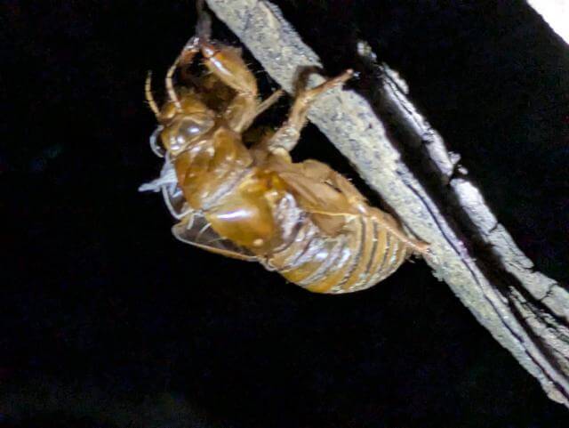 セミの抜け殻