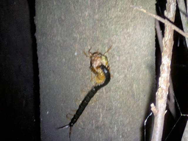 ムカデ　セミ　補食中