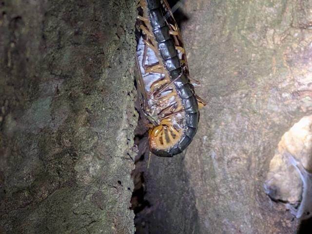 ムカデ　セミ　補食中