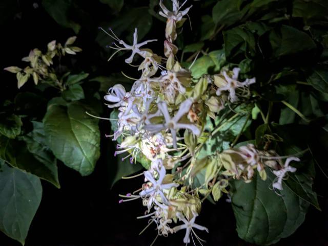 謎の花