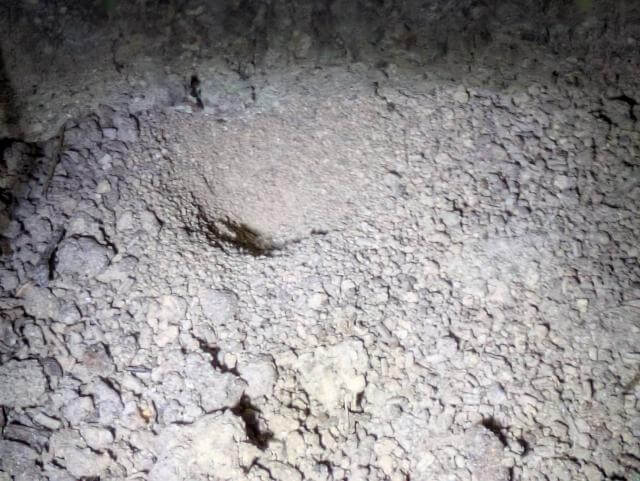 アリジゴクの巣