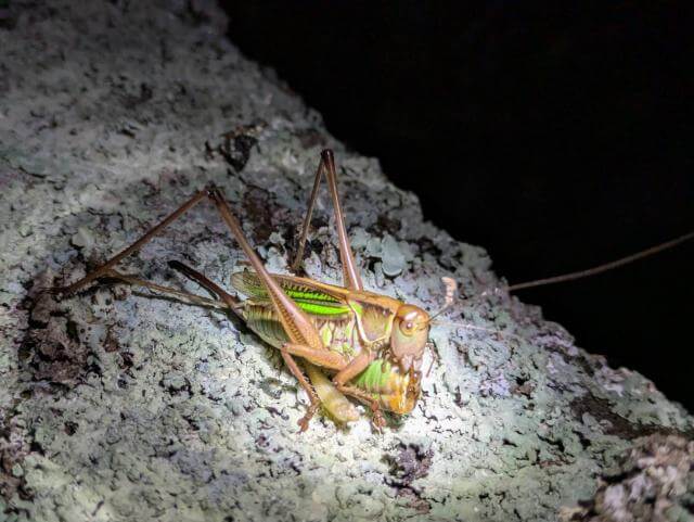 キリギリス　補食