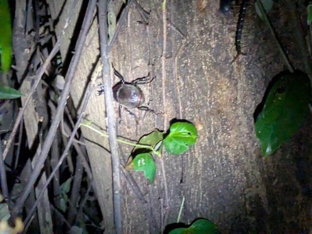 カブトムシ