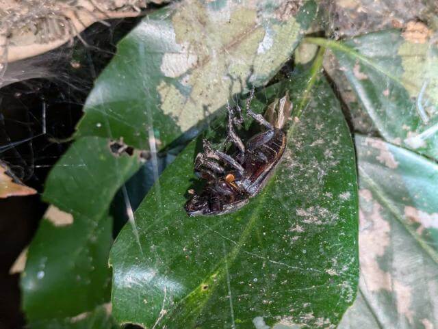 ヒラタクワガタのメス　死骸