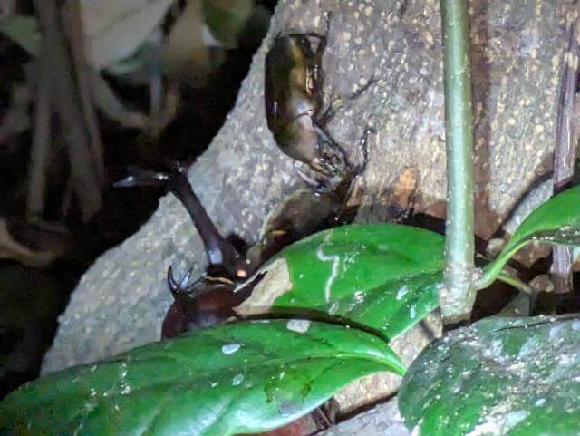 カブトムシ　カナブン