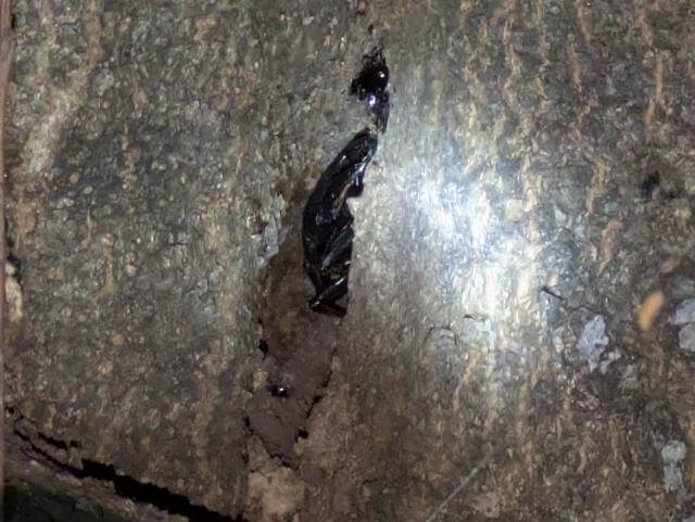 ヒラタクワガタのオス
