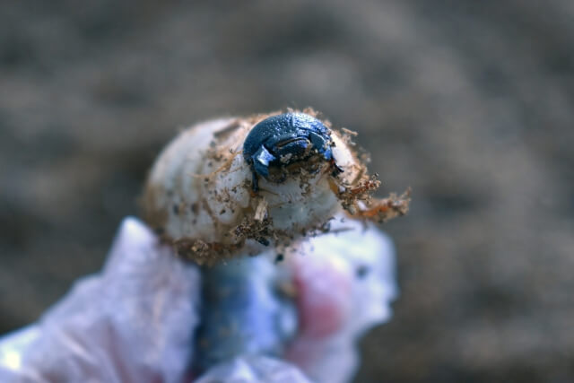 カブトムシの幼虫