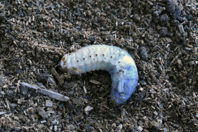 カブトムシの幼虫