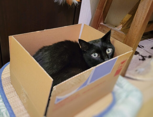ネコ ダンボール
