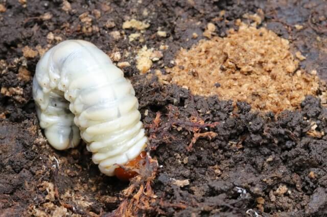 カブトムシの幼虫
