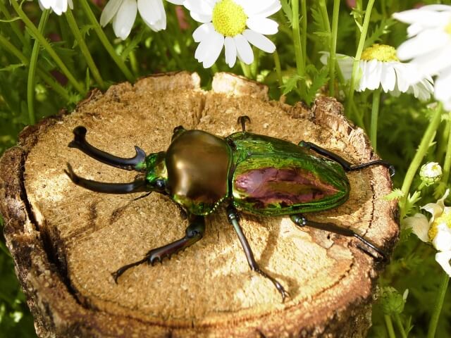ニジイロクワガタ