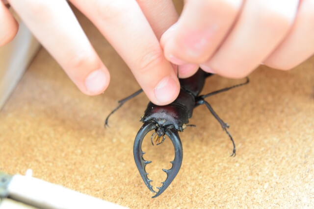 ノコギリクワガタ 標本