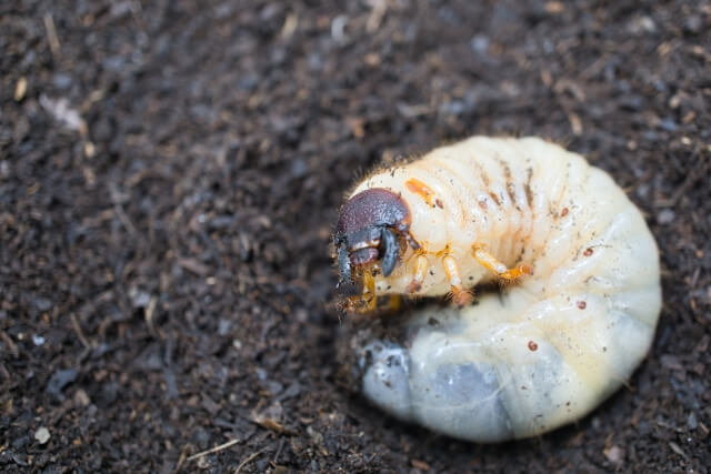 カブトムシの幼虫