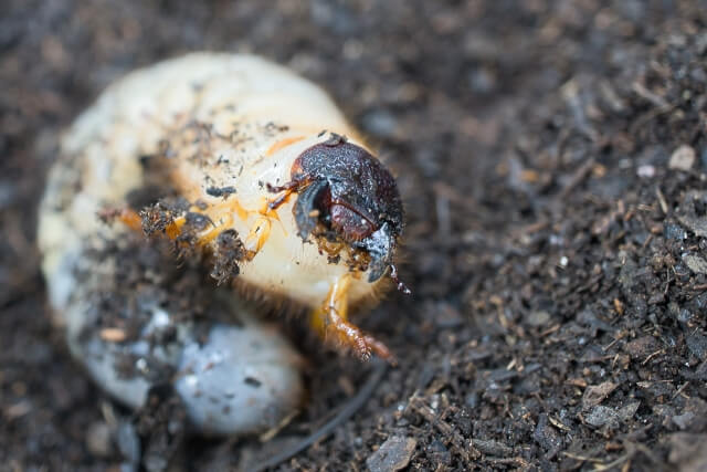 カブトムシの幼虫