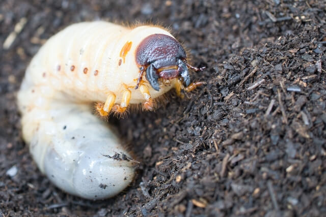 カブトムシの幼虫