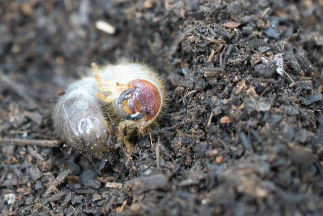 カブトムシの幼虫