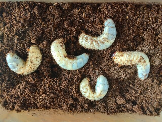 カブトムシの幼虫