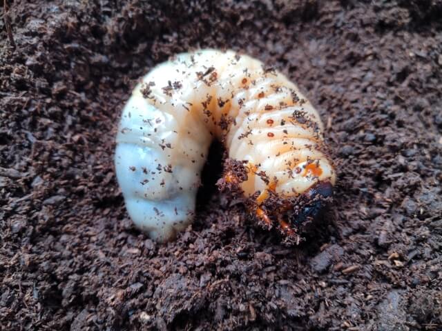 カブトムシの幼虫