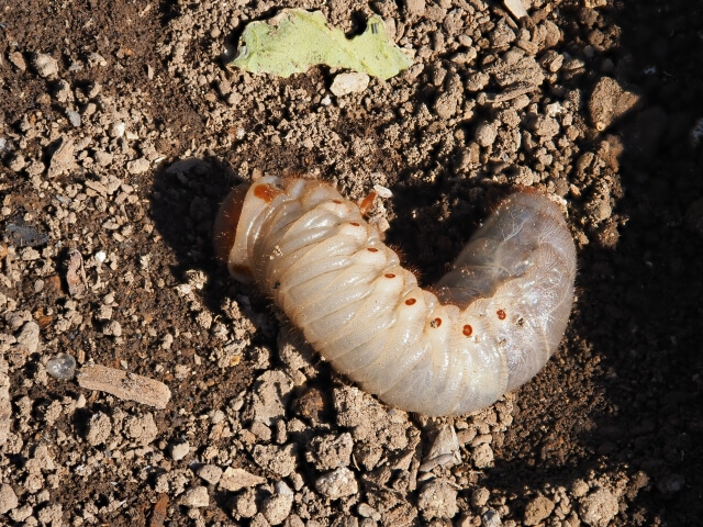 カブトムシの幼虫