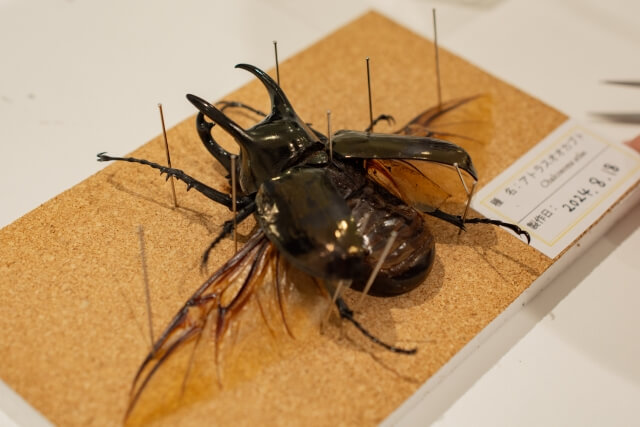 アトラスオオカブト 標本