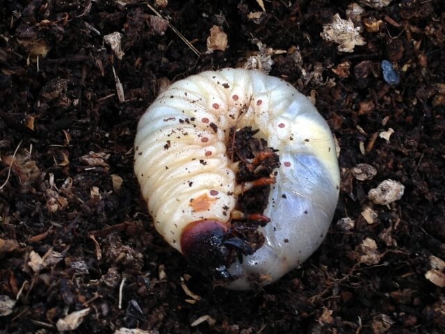 カブトムシの幼虫