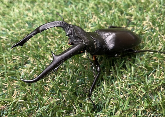 マンディブラリスフタマタクワガタ