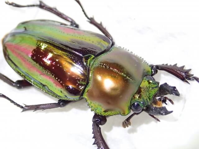 ニジイロクワガタ
