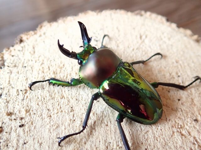 ニジイロクワガタ