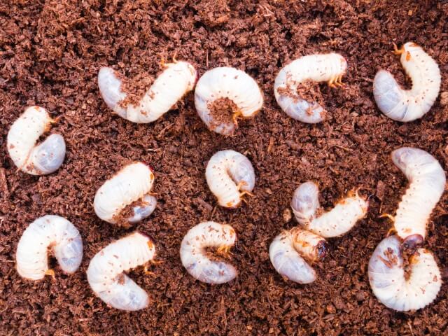 カブトムシの幼虫