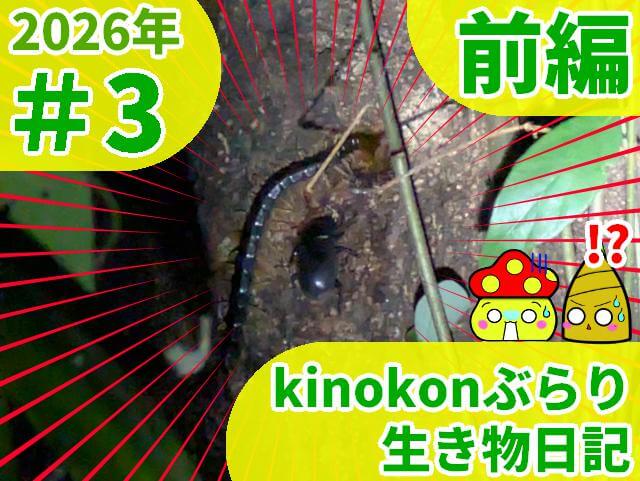 kinokonぶらり生き物日記 2026 08 01 前編