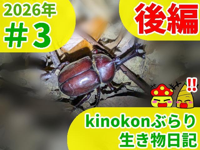 kinokonぶらり生き物日記 2026 08 01 後編