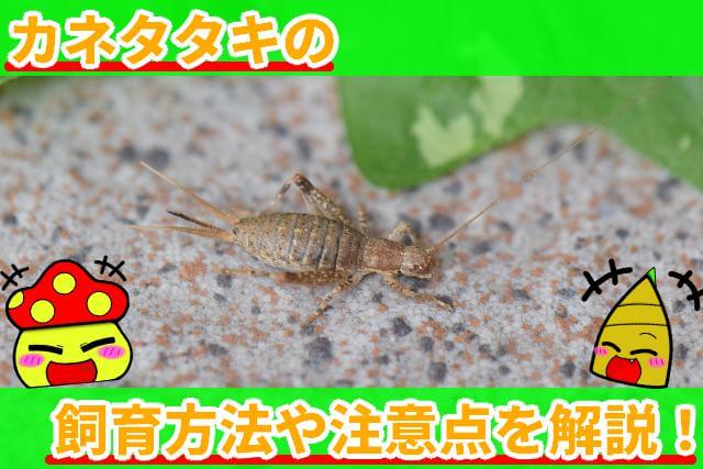 カネタタキ 飼育方法