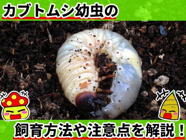 カブトムシの幼虫の飼育方法