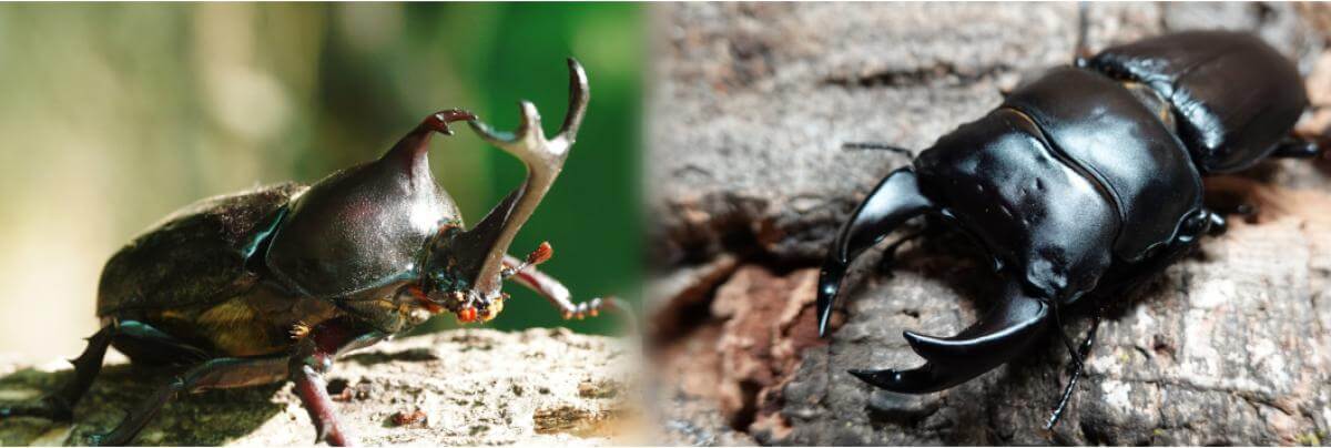 カブトムシ＆クワガタムシ