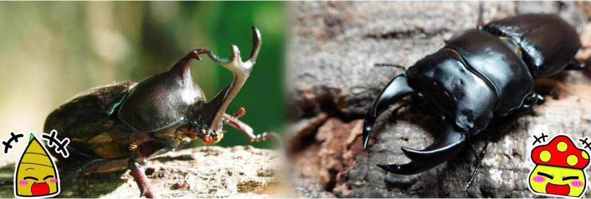 カブトムシ＆クワガタムシ