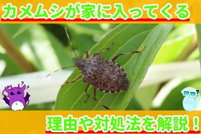 カメムシ 家に入ってくる